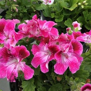 Meet your Posher, Jana